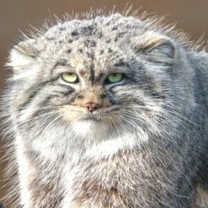 Meet your Posher, Isaac